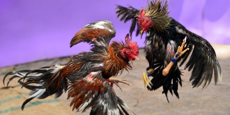 s6666 m nổ hũ tiếng anh là gì