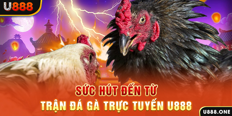 s6666 m hòn gà chọi