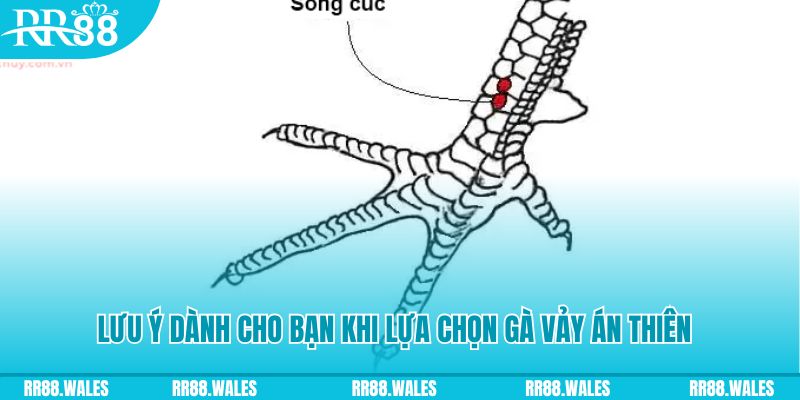 s6666 m how to play roulette at casino