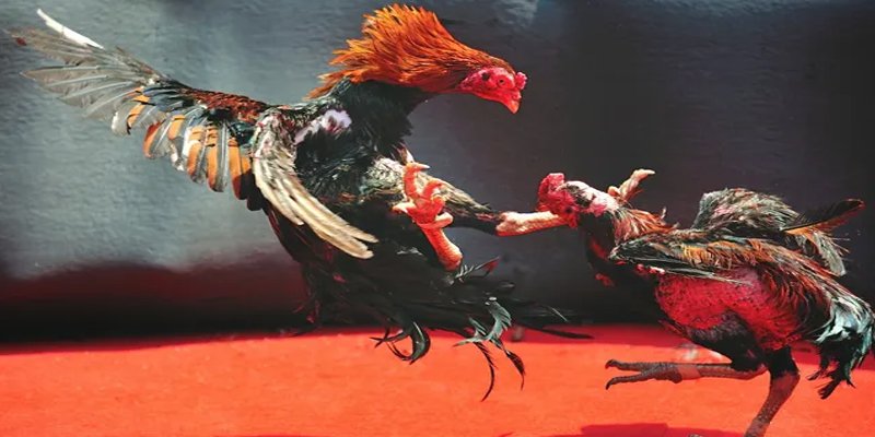 s6666 m đăng nhập nổ hũ số 1