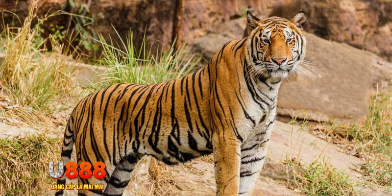 s6666 m ban ca vip online