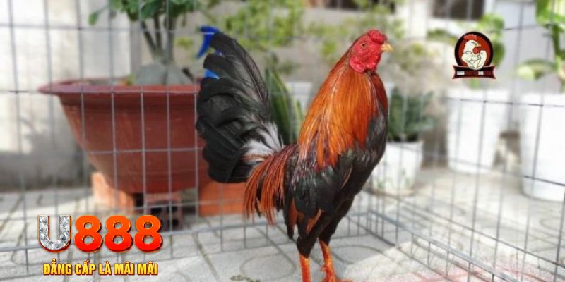 s6666 m nổ hũ chơi như thế nào