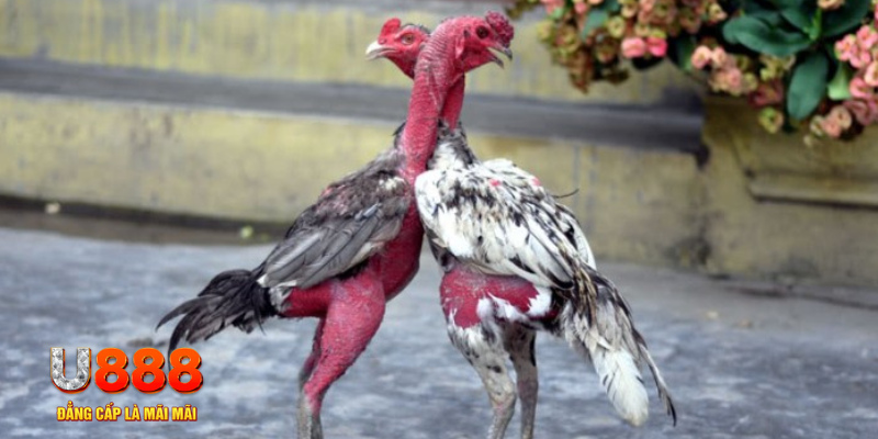 s6666 m bàn cầu điểm số tay trước trong baccarat là gì