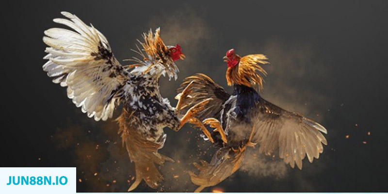 s6666 m đăng nhập sòng bạc miễn phí