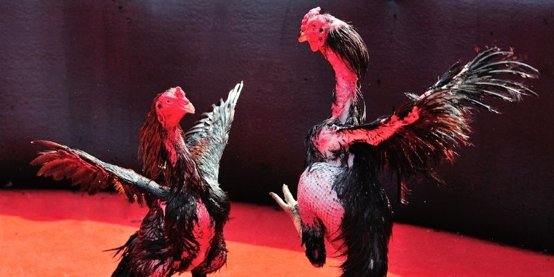 s6666 m Spribe Điện Tử